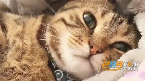 һ��ѧè��(���ｻ������)