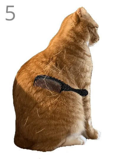 ��è��ë(����������è��Ϸ)