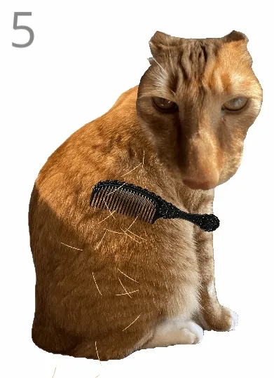 ��è��ë(����������è��Ϸ)